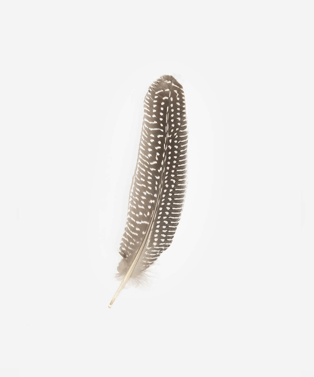 A dark brown hat feather on a plain background #color_dark brown