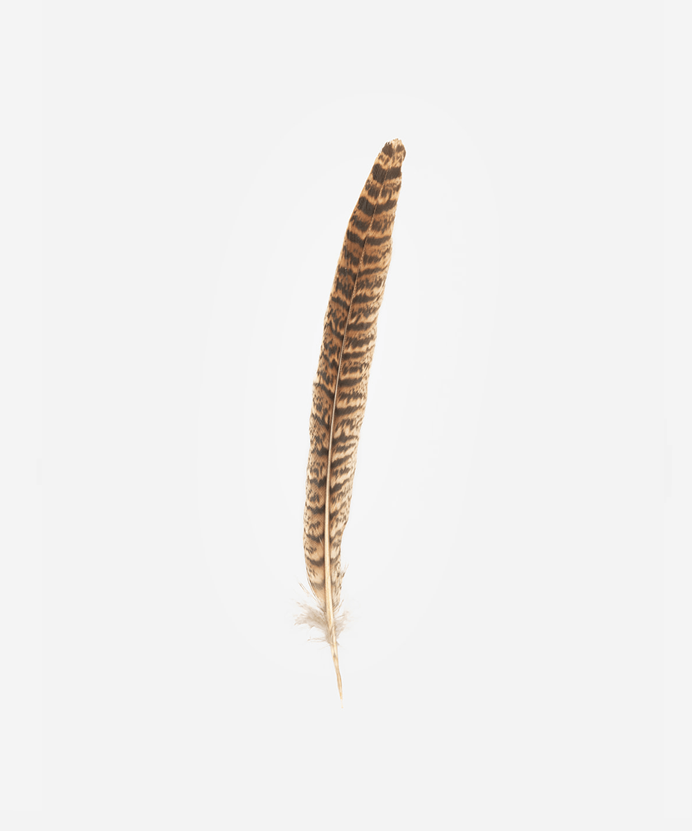 A brown female ringneck hat feather on a white background #color_brown