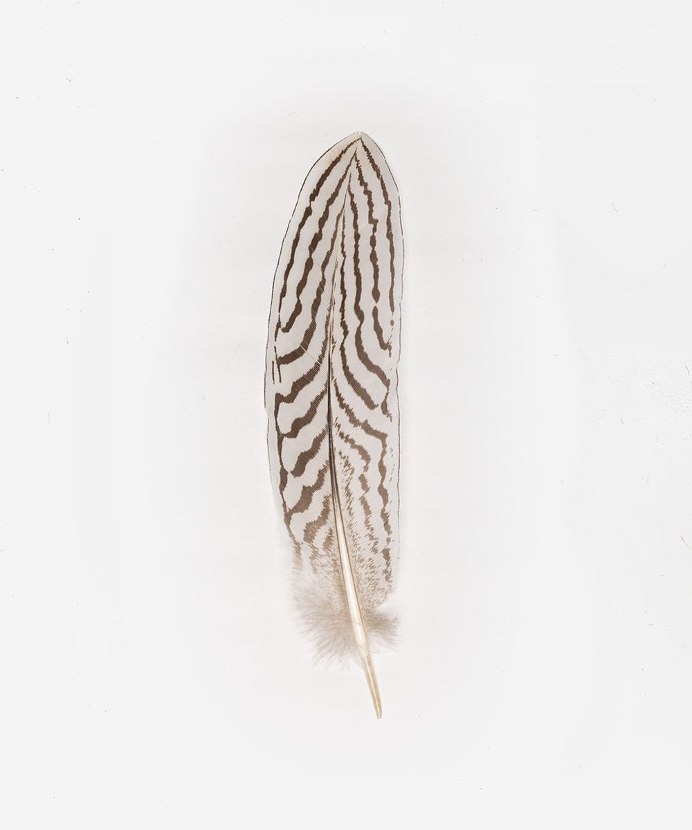 Pheasant Tail Hat Feather